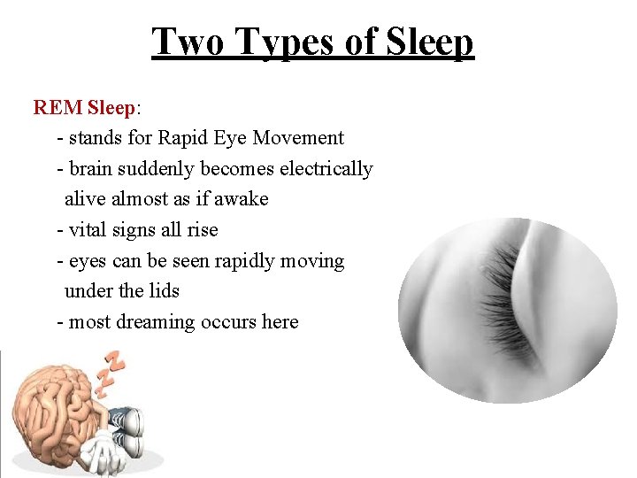 Two Types of Sleep REM Sleep: - stands for Rapid Eye Movement - brain