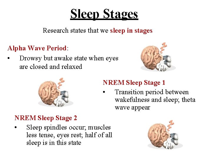 Sleep Stages Research states that we sleep in stages Alpha Wave Period: • Drowsy