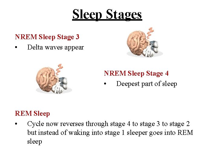 Sleep Stages NREM Sleep Stage 3 • Delta waves appear NREM Sleep Stage 4