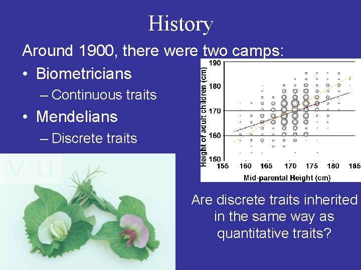 History Around 1900, there were two camps: • Biometricians – Continuous traits • Mendelians