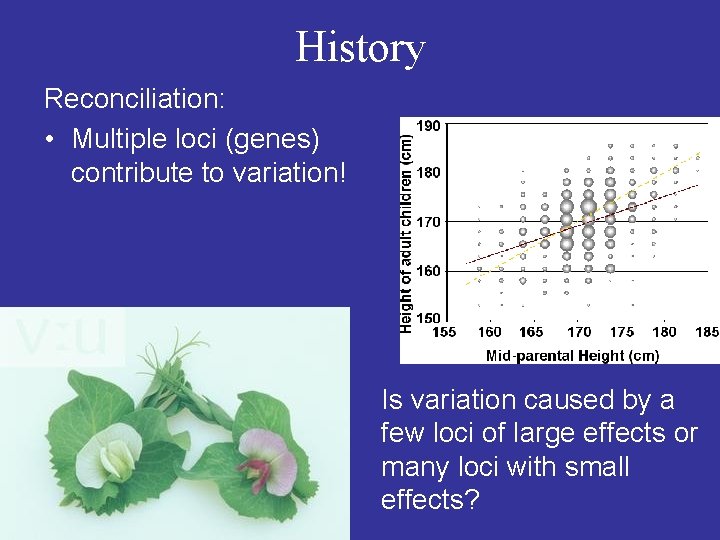 History Reconciliation: • Multiple loci (genes) contribute to variation! Is variation caused by a