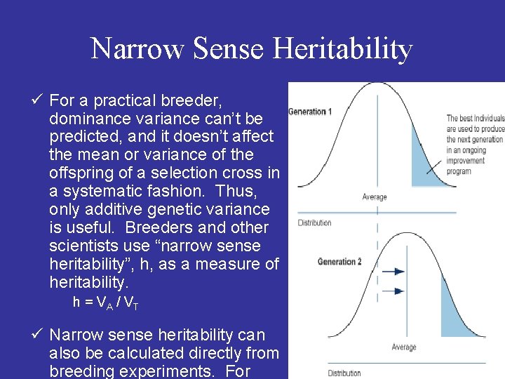 Narrow Sense Heritability ü For a practical breeder, dominance variance can’t be predicted, and