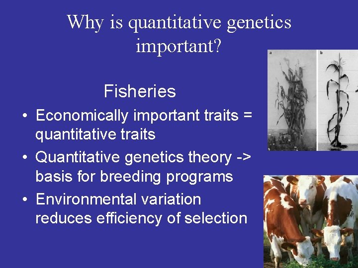 Why is quantitative genetics important? Fisheries • Economically important traits = quantitative traits •