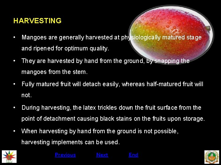 HARVESTING • Mangoes are generally harvested at physiologically matured stage and ripened for optimum
