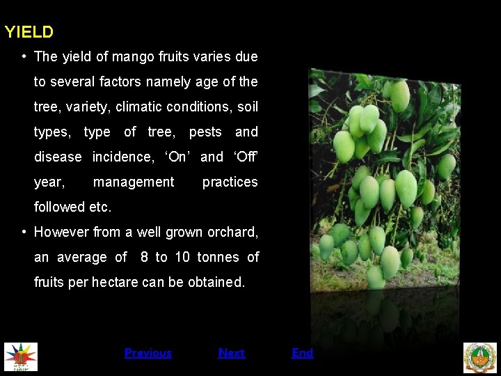 YIELD • The yield of mango fruits varies due to several factors namely age