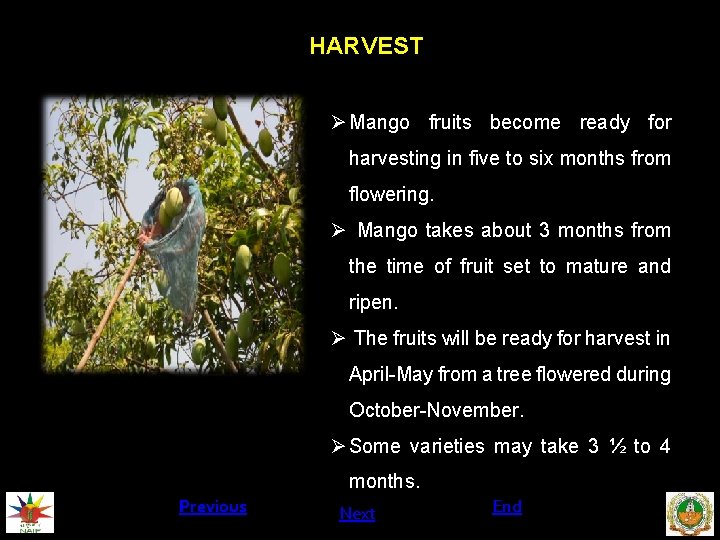 HARVEST Ø Mango fruits become ready for harvesting in five to six months from
