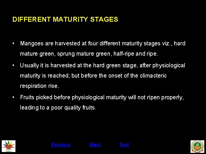 DIFFERENT MATURITY STAGES • Mangoes are harvested at four different maturity stages viz. ,