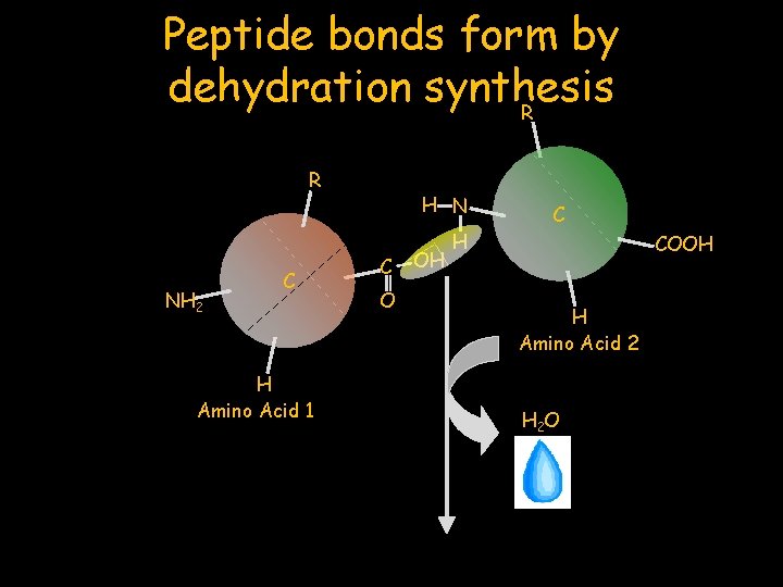 Peptide bonds form by dehydration synthesis R R NH 2 C H Amino Acid
