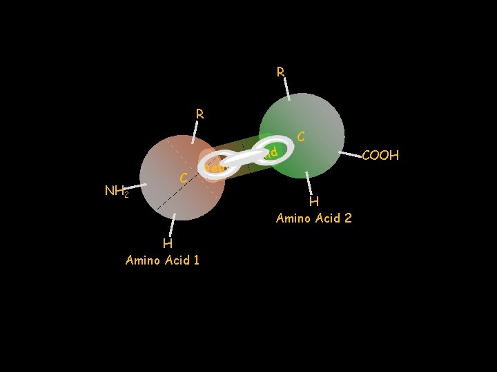 R R NH 2 C H Amino Acid 1 P e. B eptid ond