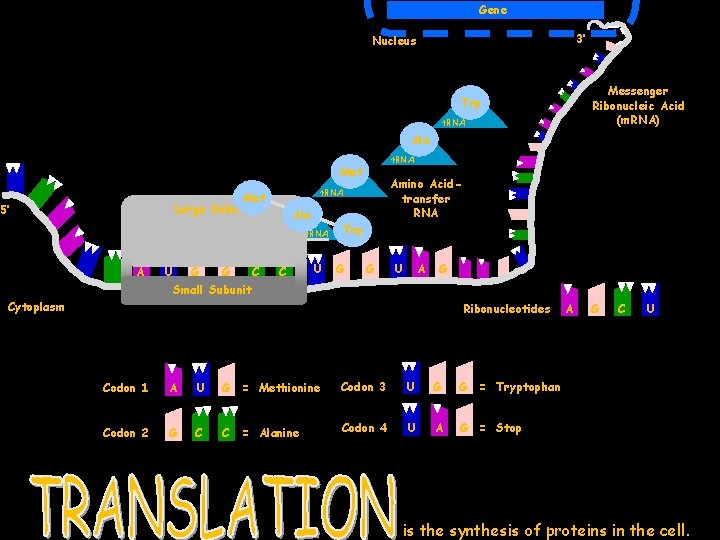 Gene 3’ Nucleus Messenger Ribonucleic Acid (m. RNA) Trp t. RNA Ala t. RNA