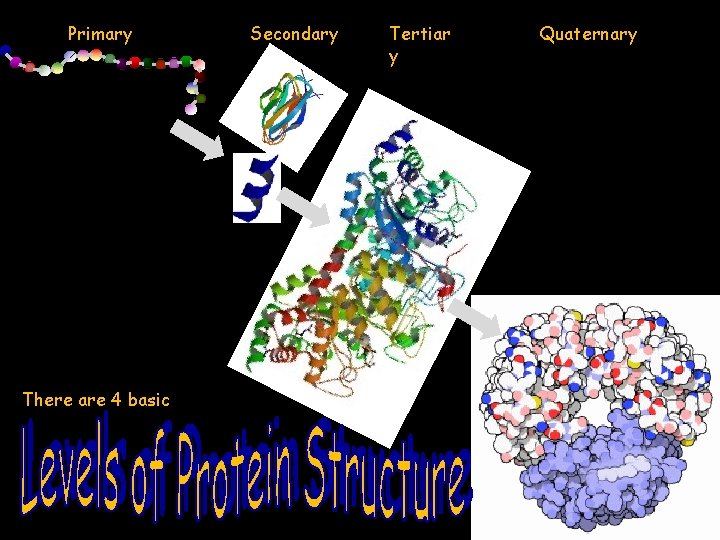 Primary There are 4 basic Secondary Tertiar y Quaternary 