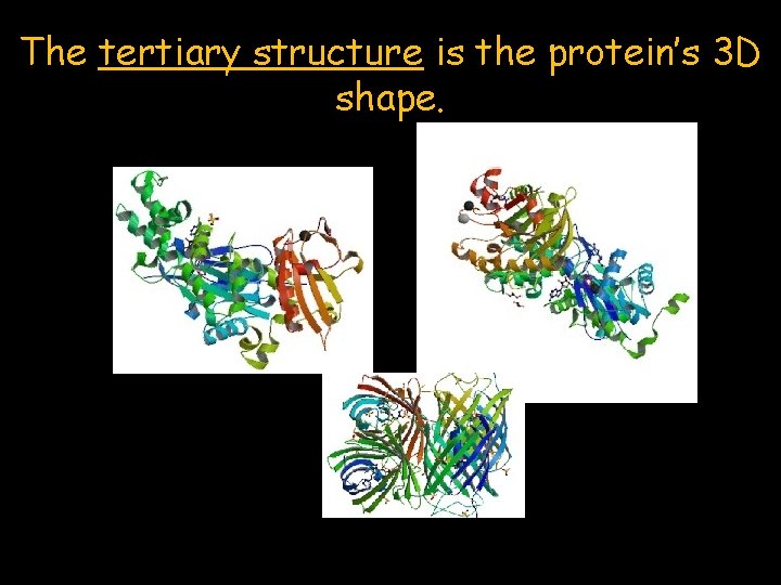 The tertiary structure is the protein’s 3 D shape. 