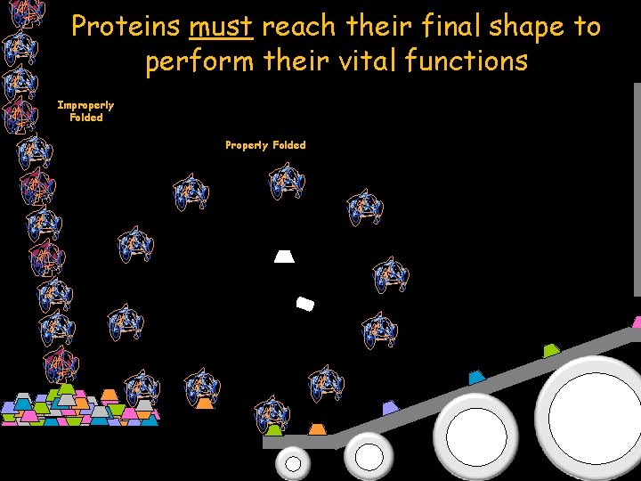 Proteins must reach their final shape to perform their vital functions Improperly Folded Properly