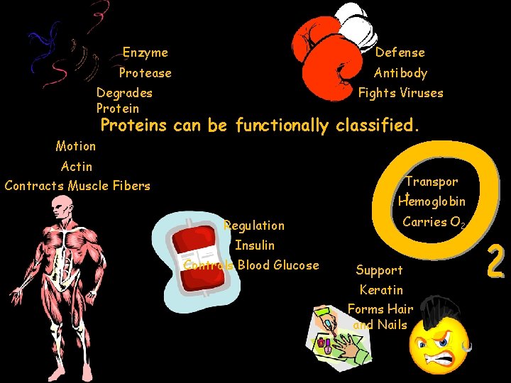 Enzyme Defense Protease Antibody Fights Viruses Degrades Proteins can be functionally classified. Motion Actin