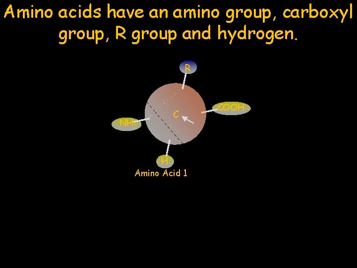 Amino acids have an amino group, carboxyl group, R group and hydrogen. R NH