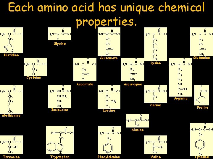 Each amino acid has unique chemical properties. Glycine Histidine Glutamate Lysine Cysteine Aspartate Asparagine