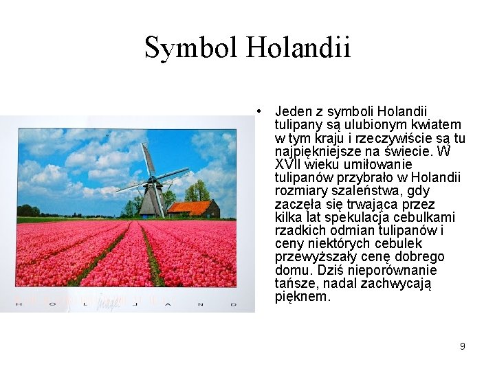 Symbol Holandii • Jeden z symboli Holandii tulipany są ulubionym kwiatem w tym kraju