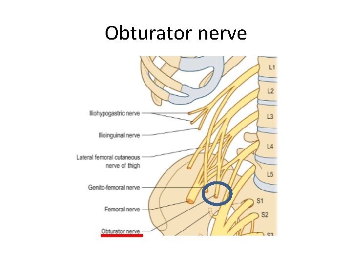 Obturator nerve Obturator nerve