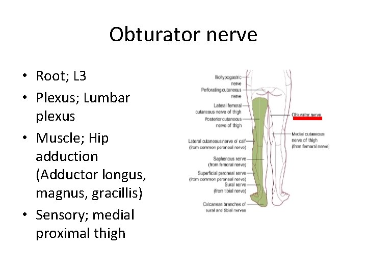 Obturator nerve • Root; L 3 • Plexus; Lumbar plexus • Muscle; Hip adduction Obturator nerve • Root; L 3 • Plexus; Lumbar plexus • Muscle; Hip adduction
