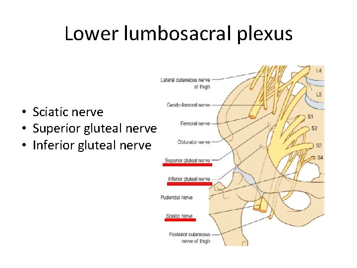 Lower lumbosacral plexus • Sciatic nerve • Superior gluteal nerve • Inferior gluteal nerve Lower lumbosacral plexus • Sciatic nerve • Superior gluteal nerve • Inferior gluteal nerve