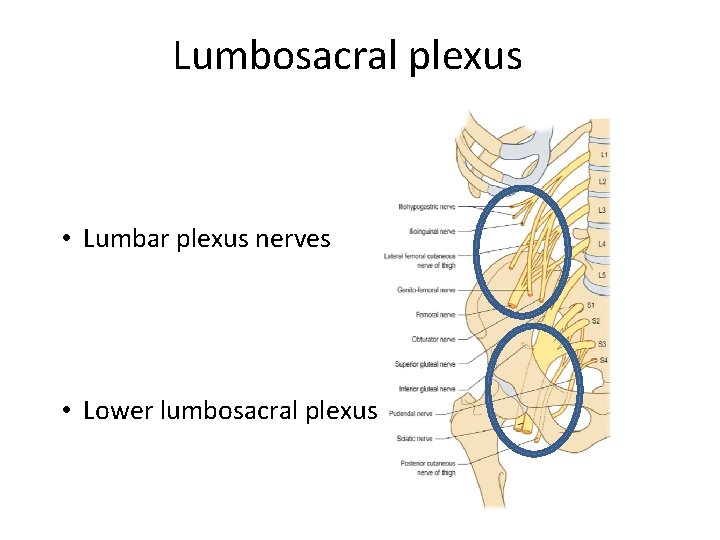 Lumbosacral plexus • Lumbar plexus nerves • Lower lumbosacral plexus Lumbosacral plexus • Lumbar plexus nerves • Lower lumbosacral plexus