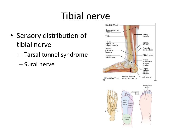 Tibial nerve • Sensory distribution of tibial nerve – Tarsal tunnel syndrome – Sural Tibial nerve • Sensory distribution of tibial nerve – Tarsal tunnel syndrome – Sural