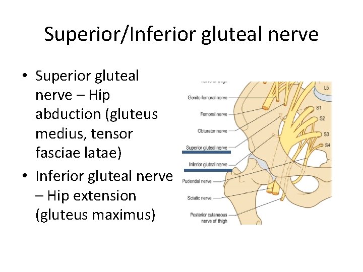 Superior/Inferior gluteal nerve • Superior gluteal nerve – Hip abduction (gluteus medius, tensor fasciae Superior/Inferior gluteal nerve • Superior gluteal nerve – Hip abduction (gluteus medius, tensor fasciae
