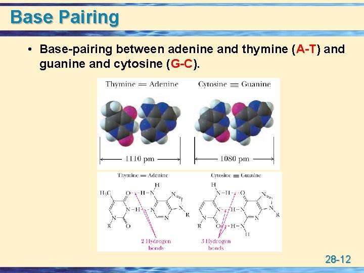 Base Pairing • Base-pairing between adenine and thymine (A-T) and guanine and cytosine (G-C).