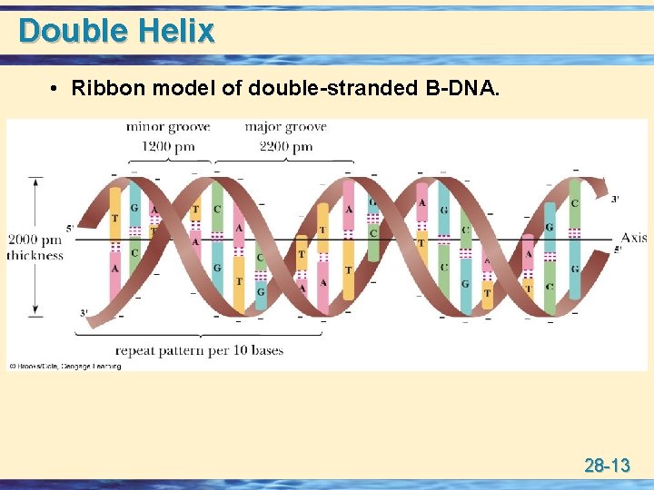 Double Helix • Ribbon model of double-stranded B-DNA. 28 -13 