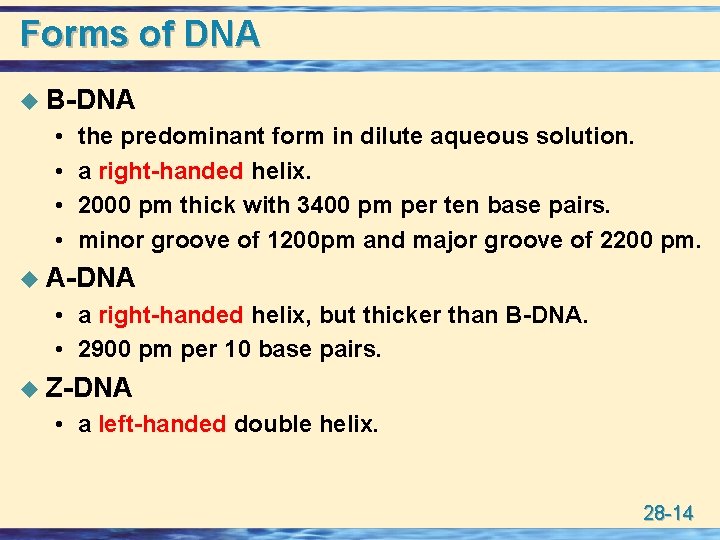 Forms of DNA u B-DNA • • the predominant form in dilute aqueous solution.