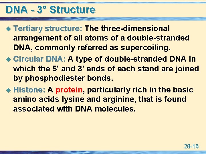 DNA - 3° Structure u Tertiary structure: The three-dimensional arrangement of all atoms of