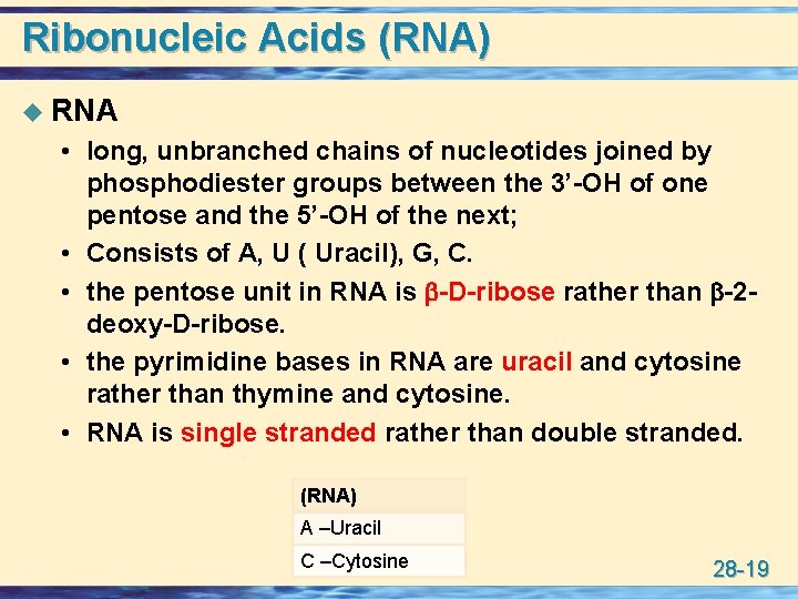 Ribonucleic Acids (RNA) u RNA • long, unbranched chains of nucleotides joined by phosphodiester