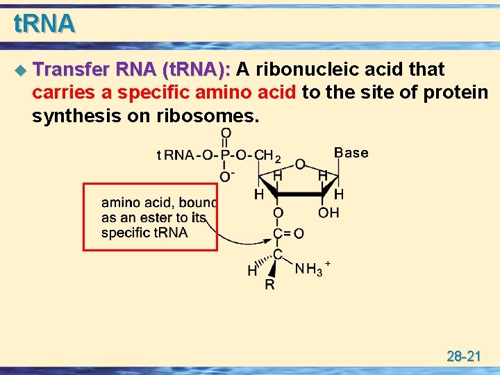 t. RNA u Transfer RNA (t. RNA): A ribonucleic acid that carries a specific