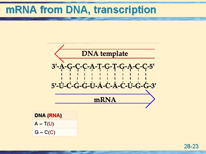 m. RNA from DNA, transcription DNA (RNA) A – T(U) G – C(C) 28