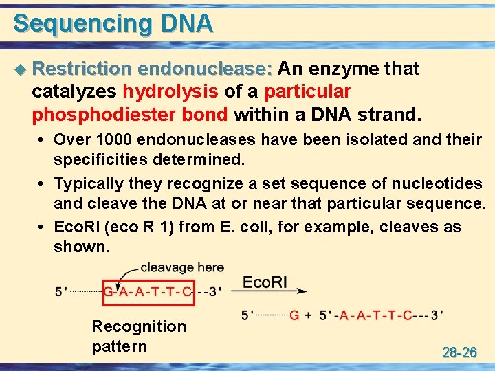 Sequencing DNA u Restriction endonuclease: An enzyme that catalyzes hydrolysis of a particular phosphodiester