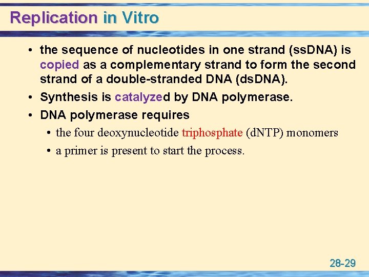 Replication in Vitro • the sequence of nucleotides in one strand (ss. DNA) is