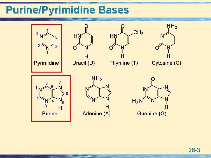 Purine/Pyrimidine Bases 28 -3 