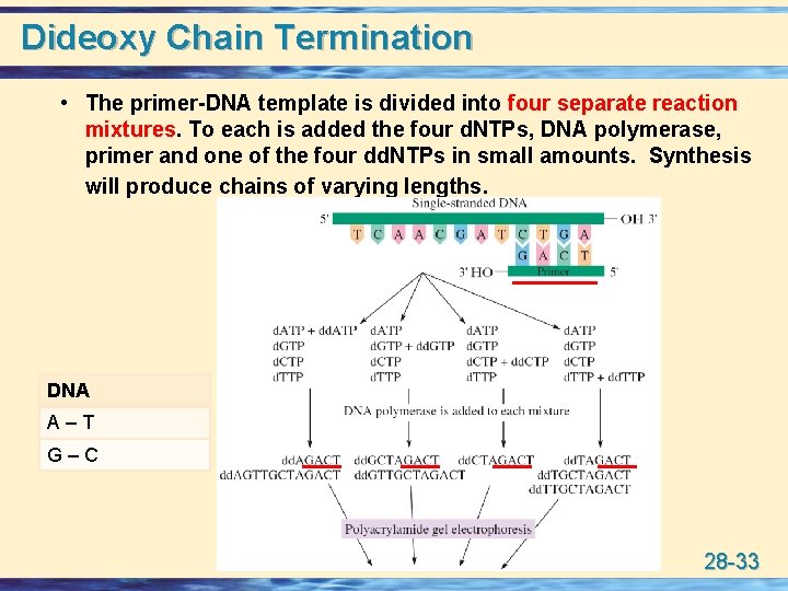 Dideoxy Chain Termination • The primer-DNA template is divided into four separate reaction mixtures.