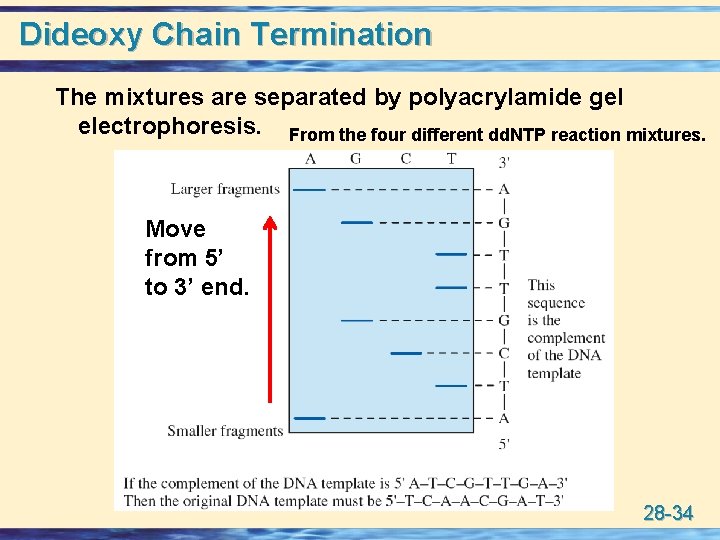 Dideoxy Chain Termination The mixtures are separated by polyacrylamide gel electrophoresis. From the four