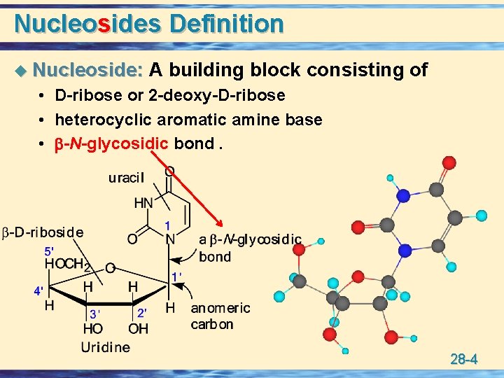 Nucleosides Definition u Nucleoside: A building block consisting of • D-ribose or 2 -deoxy-D-ribose