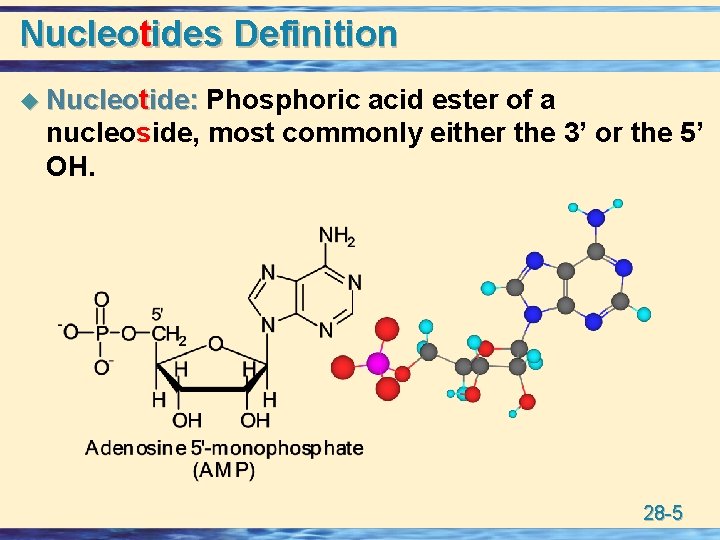 Nucleotides Definition u Nucleotide: Phosphoric acid ester of a nucleoside, most commonly either the