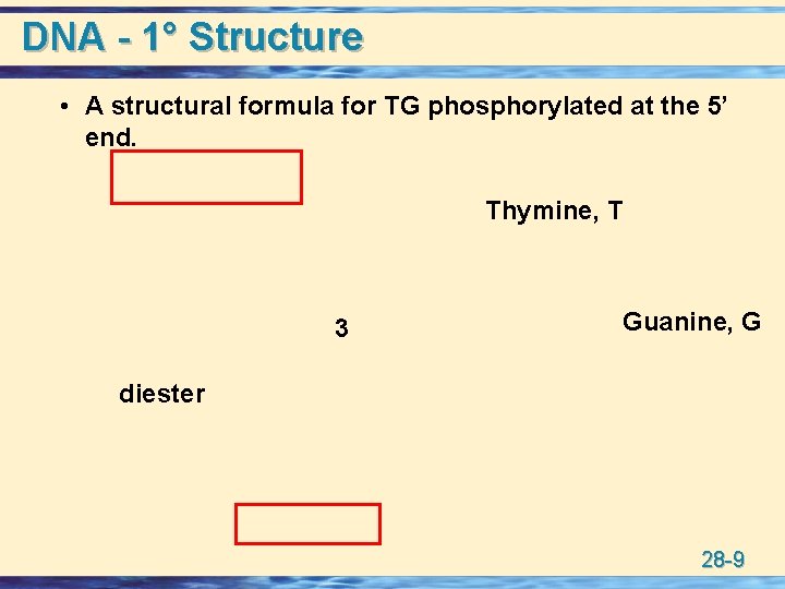 DNA - 1° Structure • A structural formula for TG phosphorylated at the 5’
