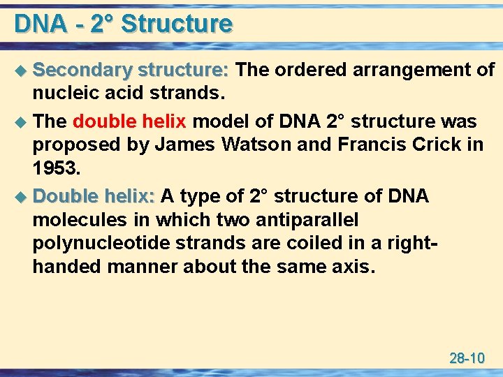 DNA - 2° Structure u Secondary structure: The ordered arrangement of nucleic acid strands.