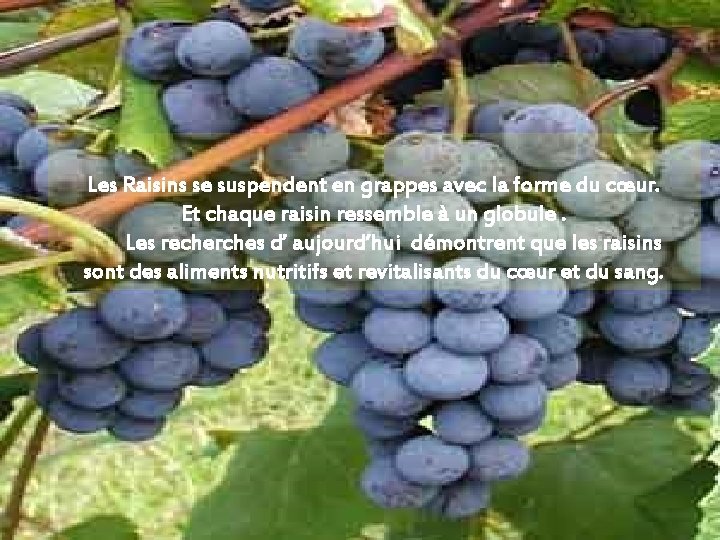 Les Raisins se suspendent en grappes avec la forme du cœur. Et chaque raisin
