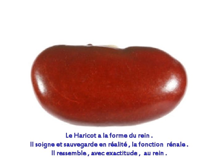 Le Haricot a la forme du rein. Il soigne et sauvegarde en réalité ,