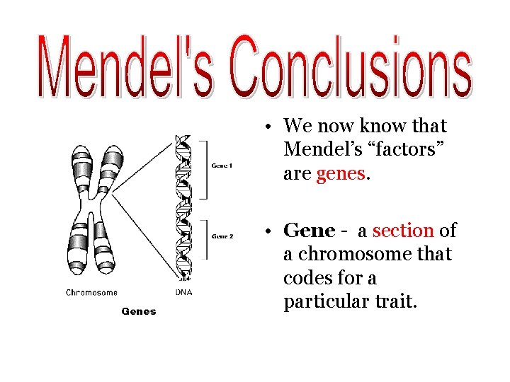  • We now know that Mendel’s “factors” are genes. • Gene - a