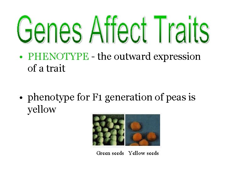  • PHENOTYPE - the outward expression of a trait • phenotype for F