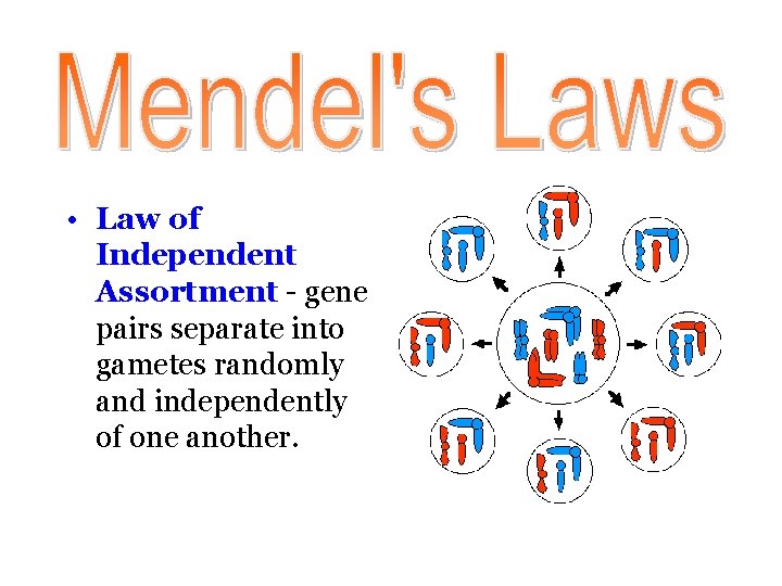  • Law of Independent Assortment - gene pairs separate into gametes randomly and