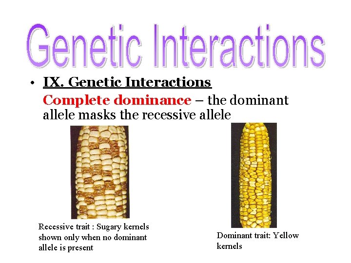  • IX. Genetic Interactions Complete dominance – the dominant allele masks the recessive