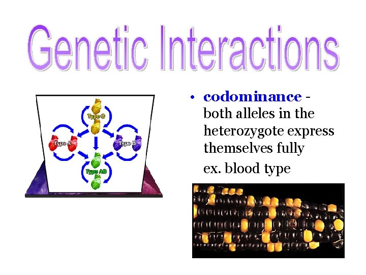  • codominance - both alleles in the heterozygote express themselves fully ex. blood